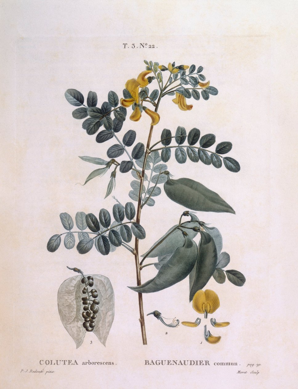 膀胱セナ（Colutea arborescence）、Henry Louis Duhamel du Monceau、Pierre Joseph Redoutéによる植物画プレート 作： ピエール・ジョゼフ・ルドゥーテ