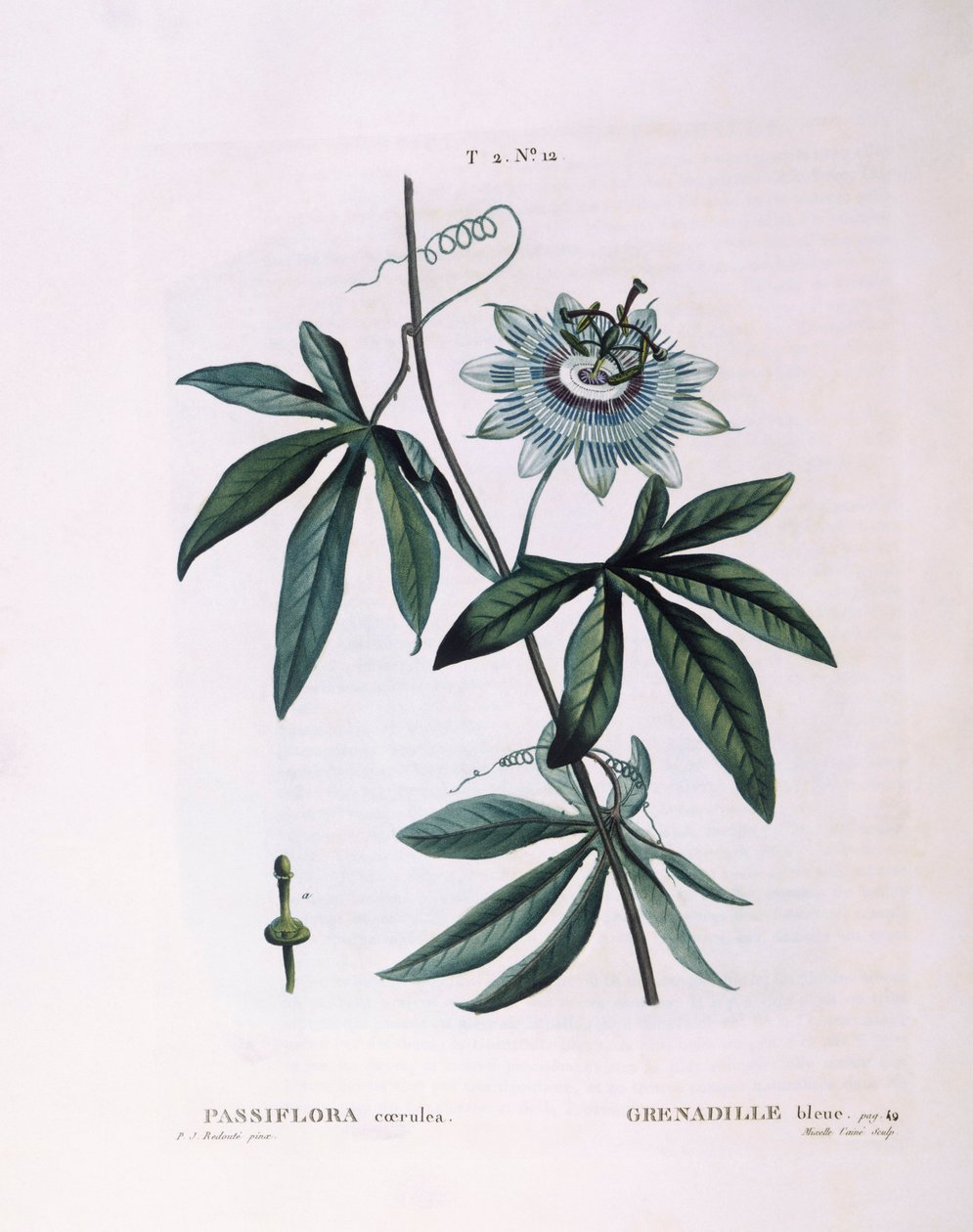 ブルーパッションフラワー（Passiflora caerulea）、Henry Louis Duhamel du Monceau、Pierre Joseph Redoutéによる植物画プレート 作： ピエール・ジョゼフ・ルドゥーテ