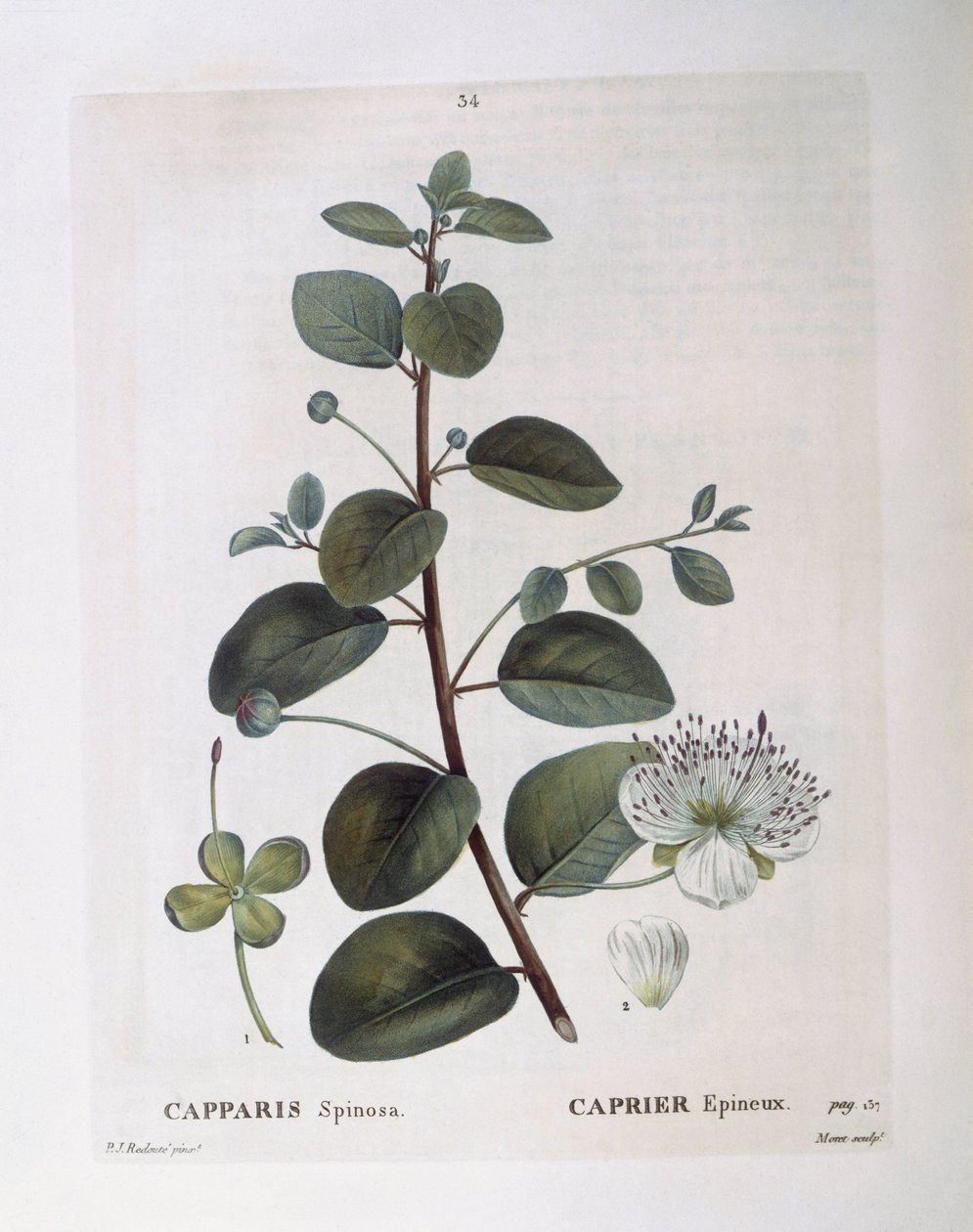 ケッパー（Capparis spinosa）、Henry Louis Duhamel du Monceau、Pierre Joseph Redoutéによる植物画プレート 作： ピエール・ジョゼフ・ルドゥーテ