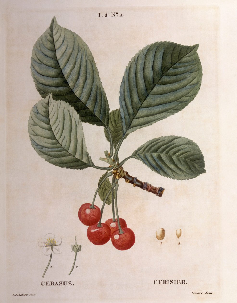 チェリー（Cerasus）、Henry Louis Duhamel du Monceau、Pierre Joseph Redoutéによる植物画プレート 作： ピエール・ジョゼフ・ルドゥーテ