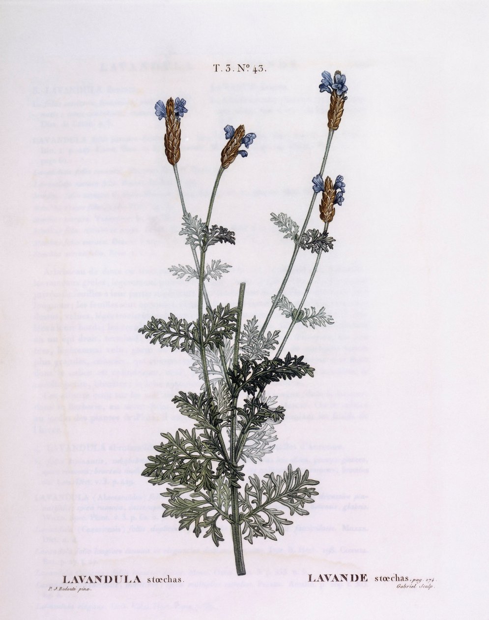 フランスのラベンダー（Lavandula stoechas）、Henry Louis Duhamel du Monceau、Pierre Joseph Redoutéの植物画プレート 作： ピエール・ジョゼフ・ルドゥーテ