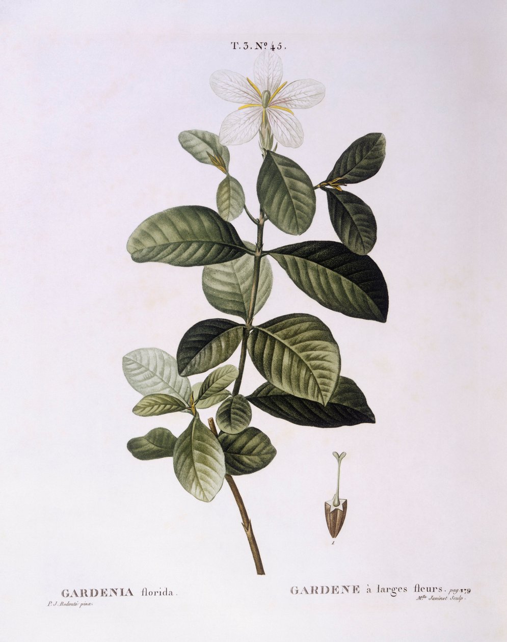 クチナシ（Gardenia florida）、Henry Louis Duhamel du Monceau、Pierre Joseph Redoutéによる植物画プレート 作： ピエール・ジョゼフ・ルドゥーテ