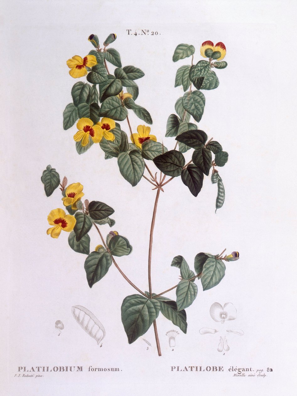 ハンサムフラットピー（Platylobium formosum）、Henry Louis Duhamel du Monceau、Pierre Joseph Redoutéによるボタニカルプレート 作： ピエール・ジョゼフ・ルドゥーテ