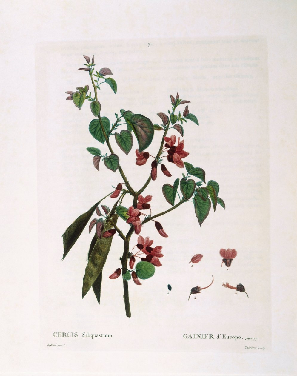 ユダキモ（Cercis siliquastrum）、Henry Louis Duhamel du Monceau、Pierre Joseph Redoutéによる植物画プレート 作： ピエール・ジョゼフ・ルドゥーテ