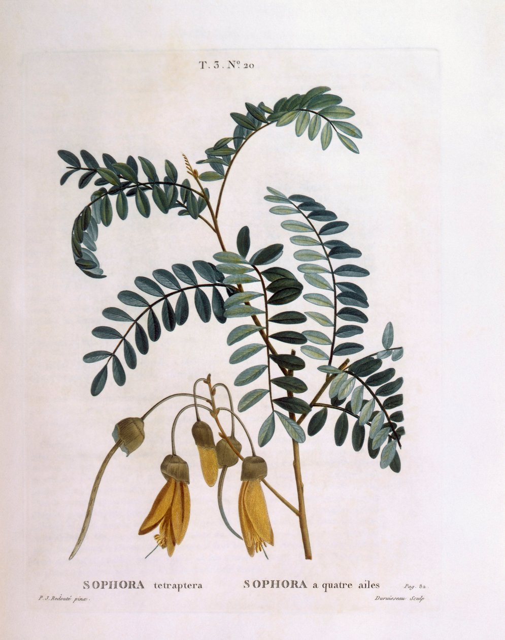コウガイ（Sophora tetraptera or Edwardsia grandiflora）、Henry Louis Duhamel du Monceau、Pierre Joseph Redoutéによる植物画プレート 作： ピエール・ジョゼフ・ルドゥーテ
