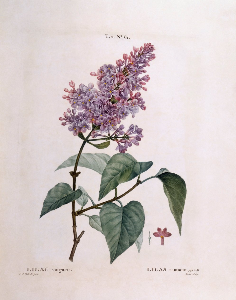 ライラック（Syringa vulgaris）、Henry Louis Duhamel du Monceau、Pierre Joseph Redoutéによるボタニカルプレート 作： ピエール・ジョゼフ・ルドゥーテ