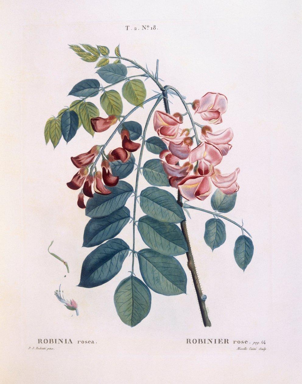 イナゴ（Robinia rosea）、Henry Louis Duhamel du Monceau、Pierre Joseph Redoutéによる植物画プレート 作： ピエール・ジョゼフ・ルドゥーテ