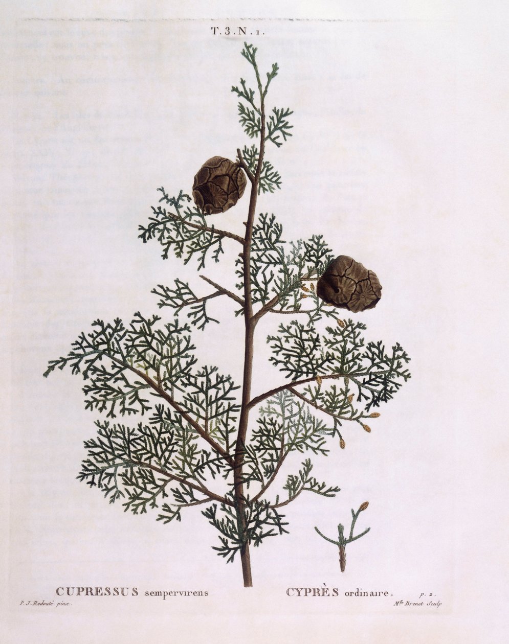 地中海ヒノキ（Cupressus sempervirens）、Henry Louis Duhamel du Monceau、Pierre Joseph Redoutéによる植物画プレート 作： ピエール・ジョゼフ・ルドゥーテ