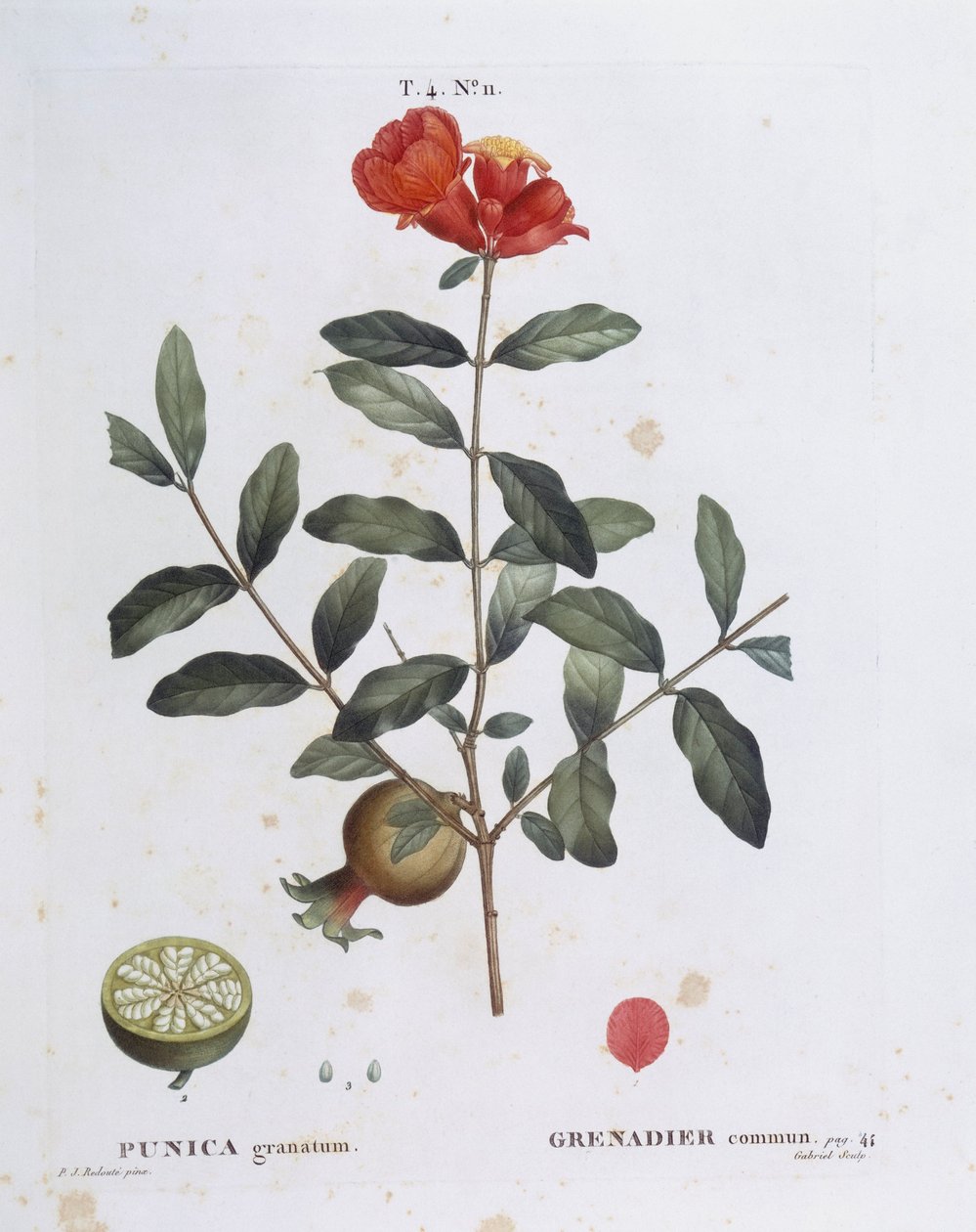 ザクロ（Punica granatum）、Henry Louis Duhamel du Monceau、Pierre Joseph Redoutéによる植物画プレート 作： ピエール・ジョゼフ・ルドゥーテ