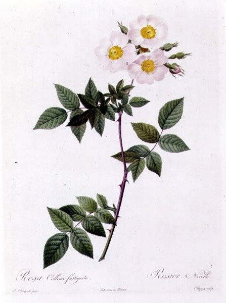 Rosa Collina fastigiata 作： ピエール・ジョゼフ・ルドゥーテ