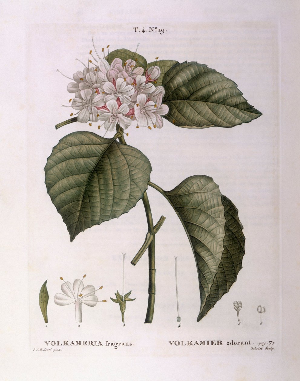 Volkameria fragrans Henry Louis Duhamel du Monceau、Pierre Joseph Redoutéによる植物図版 作： ピエール・ジョゼフ・ルドゥーテ