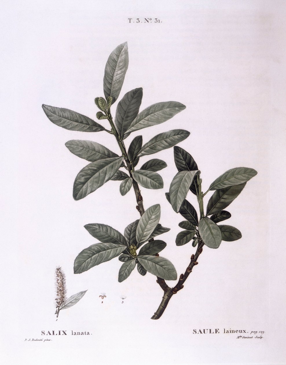 ヤナギ（Salix lanata）、Henry Louis Duhamel du Monceau、Pierre Joseph Redoutéによる植物画プレート 作： ピエール・ジョゼフ・ルドゥーテ