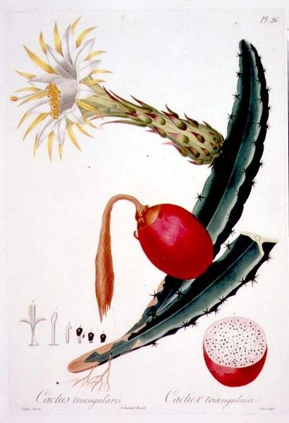 Cactus Triangularis、「Flore des Antilles」第 4 巻のプレート 26、Francois Richard Tussac 著、1808-27 年発行 作： ピエール・アントワーヌ（後）ポワトー