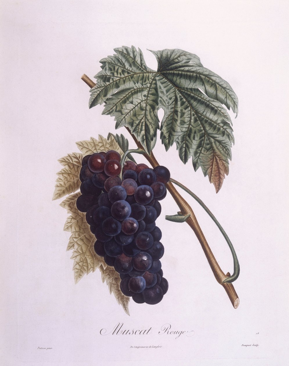 マスカットのつる（Vitis vinifera）、Henry Louis Duhamel du Monceau、Pierre Antoine Poiteauによる植物画プレート 作： ピエール・アントワーヌ（後）ポワトー