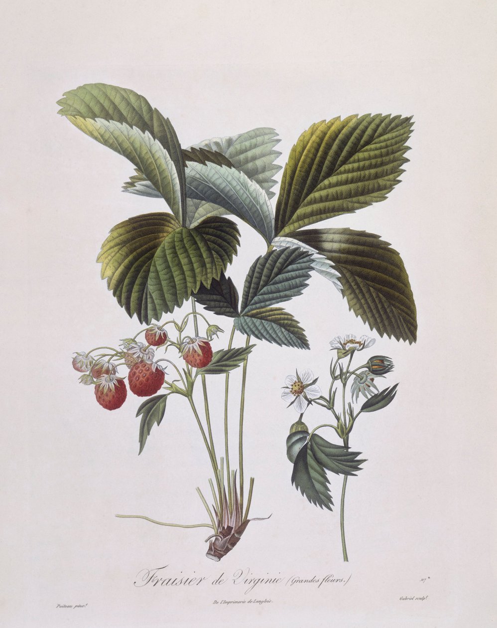 バージニア・ストロベリー（Fragaria virginiana）、Henry Louis Duhamel du Monceau、Pierre Antoine Poiteauによる植物画プレート 作： ピエール・アントワーヌ（後）ポワトー