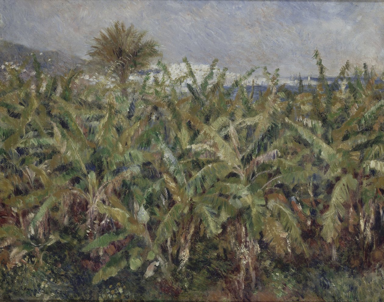 バナナの木のフィールド1881年のバナナの木のフィールド 作： ピエールオーギュストルノワール