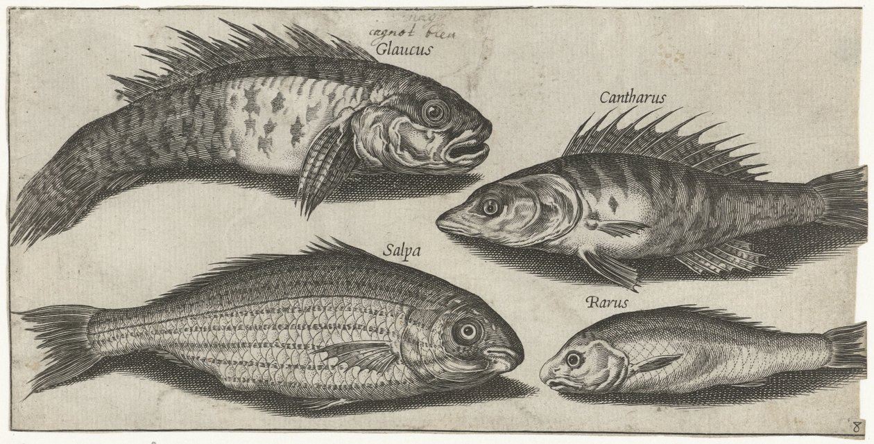 ボーグ、パーチ、ガジョン、そして未知の魚 釣り（連載タイトル） Piscivm vivae アイコン (シリーズ タイトル) 作： ピエール・ファイアンス