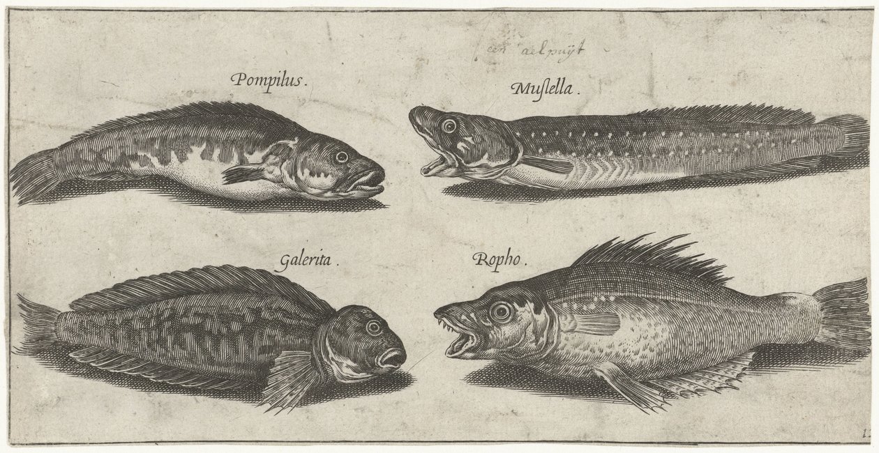 フォークタラ、ハタ、ツノブレニー、黒魚 釣り（連載タイトル） Piscivm vivae アイコン (シリーズ タイトル) 作： ピエール・ファイアンス