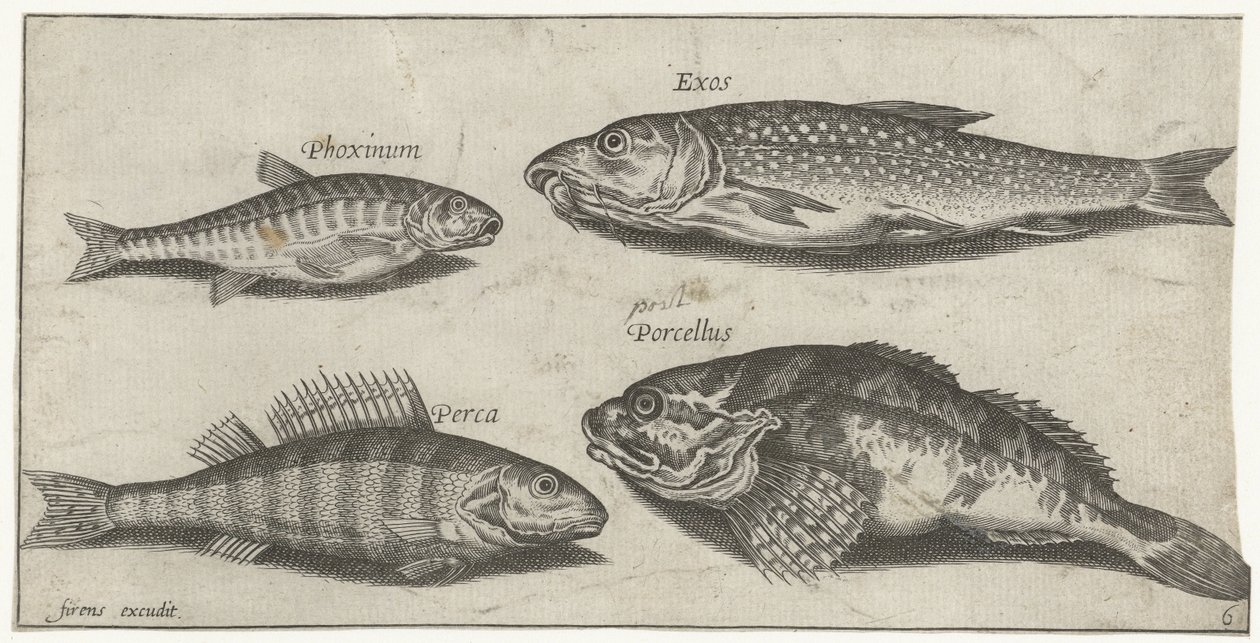 コイ、ミノー、ナマズ、パーチ 釣り（連載タイトル） Piscium v​​ivae アイコン (シリーズ タイトル) 作： ピエール・ファイアンス