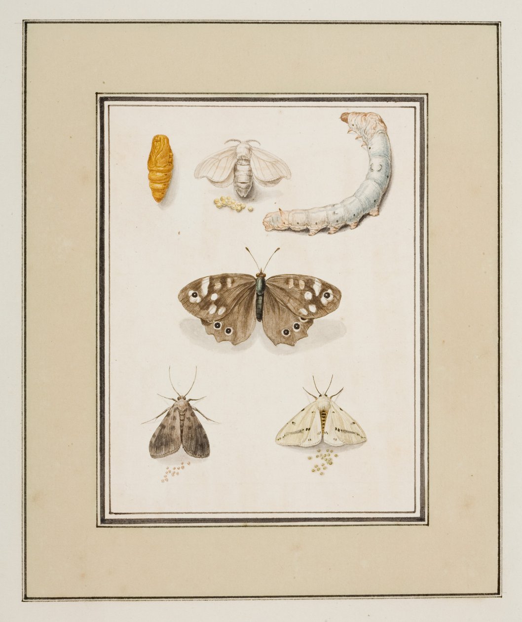 Perhosia, yöperhosia ja toukkia, n. 1755-65 (akvarelli paperille) 作： ピエール・フランソワ・ルドゥール
