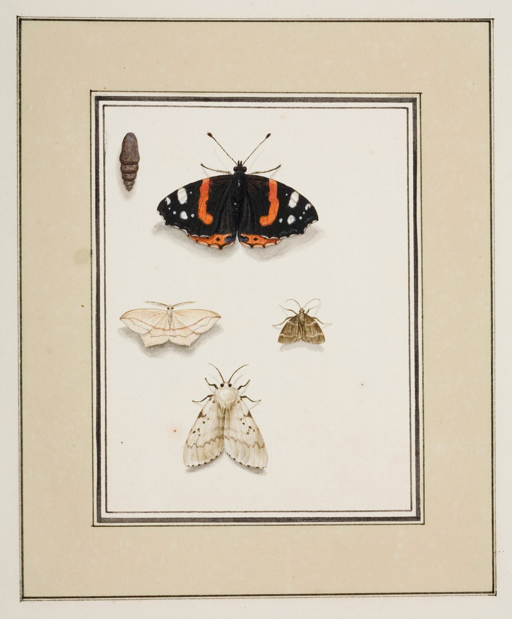 Borboletas, c.1755-65 (aquarela sobre papel) 作： ピエール・フランソワ・ルドゥール
