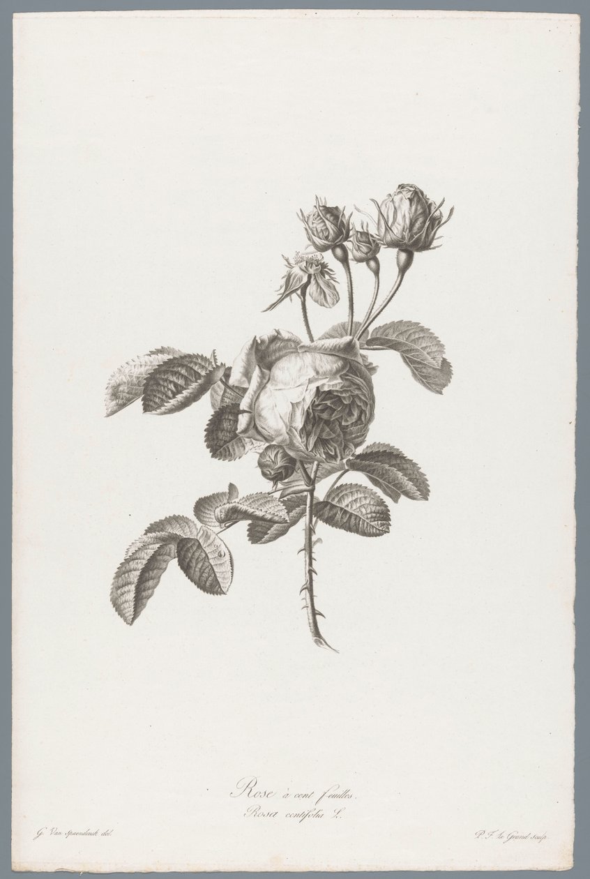 ホンダブラディジ ルース 百葉のバラ / Rosa centifolia L. (オブジェクトのタイトル) 自然が生んだ花 (…) (連載タイトル) 作： ピエールフランソワルグラン