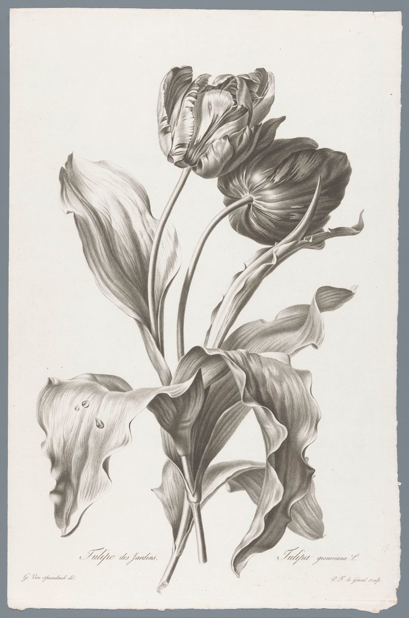 タルプ Garden Tulip / Tulipa gesneriana L. (オブジェクトのタイトル) 自然が生んだ花 (…) (連載タイトル) 作： ピエールフランソワルグラン