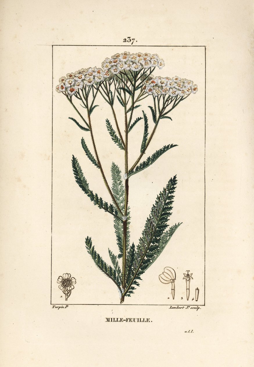 Achillee yarrow - セイヨウノコギリソウ、Achillea millefolium。Chaumeton, Poiret and Chamberetの "La Flore Medicale", Paris, Panckouckeに掲載されたPierre Jean-Francois Turpinの図からLambert Juniorが描いた手彩色のスティップル銅版画。 作： ピエールジャンフランソワターピン