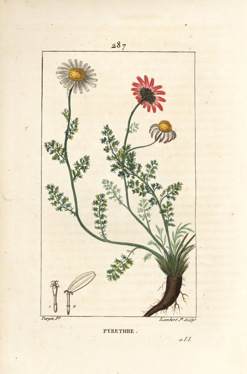 アフリカの除虫菊 - スペインのペリトリー、花、葉、茎、根を持つAnthemis pyrethrum（Anacyclus pyrethrum）。ピエール・ジャン・フランソワ・テュルパンが描いた絵をランベール・ジュニアが手彩色のスティプル銅版画にしたもので、「Chaumeton, Poiret and Cham」より。 作： ピエールジャンフランソワターピン