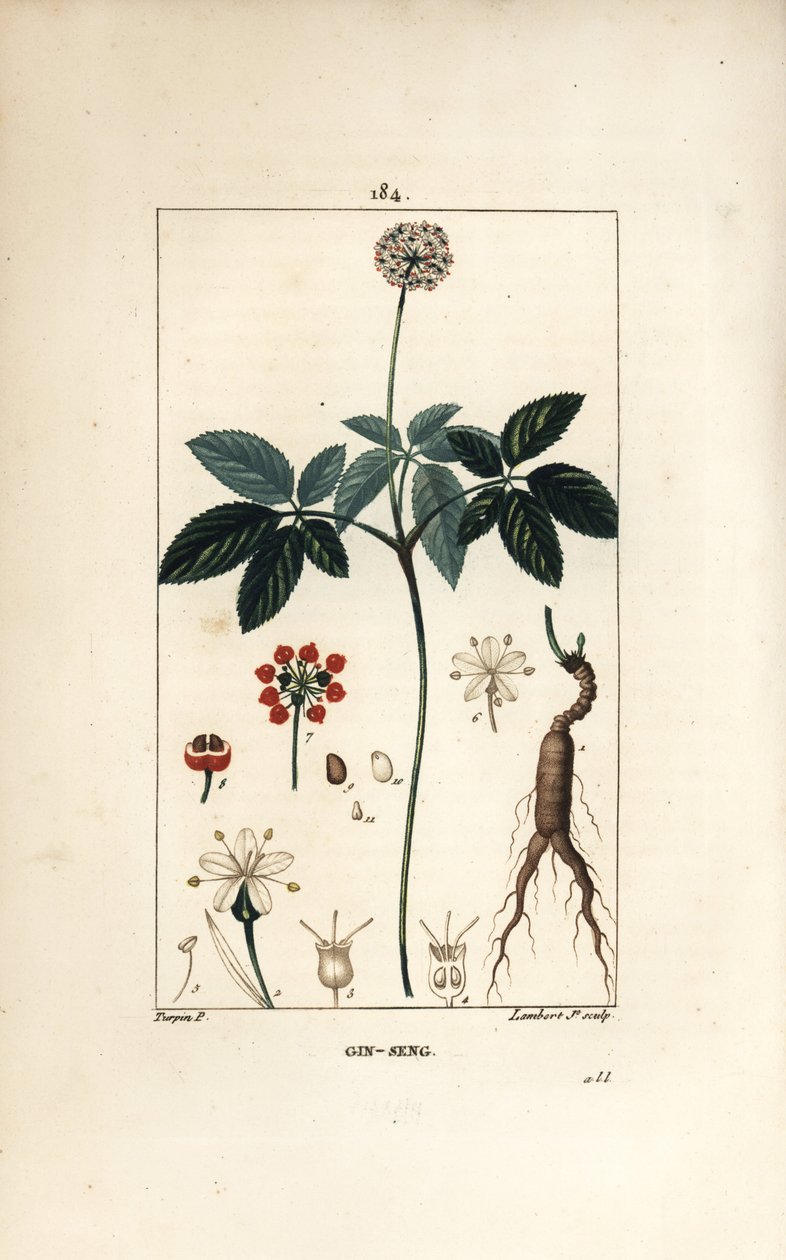 American ginseng ou a cinq leaflets - Ginseng, Panax quinquefolium, with flower, leaf, seed and root.Chaumeton, Poiret and Chamberetの「La Flur」からPierre Jean-Francois Turpinが描いた絵をLambert Juniorが手彩色のスティプル銅版画にしたもの。 作： ピエールジャンフランソワターピン