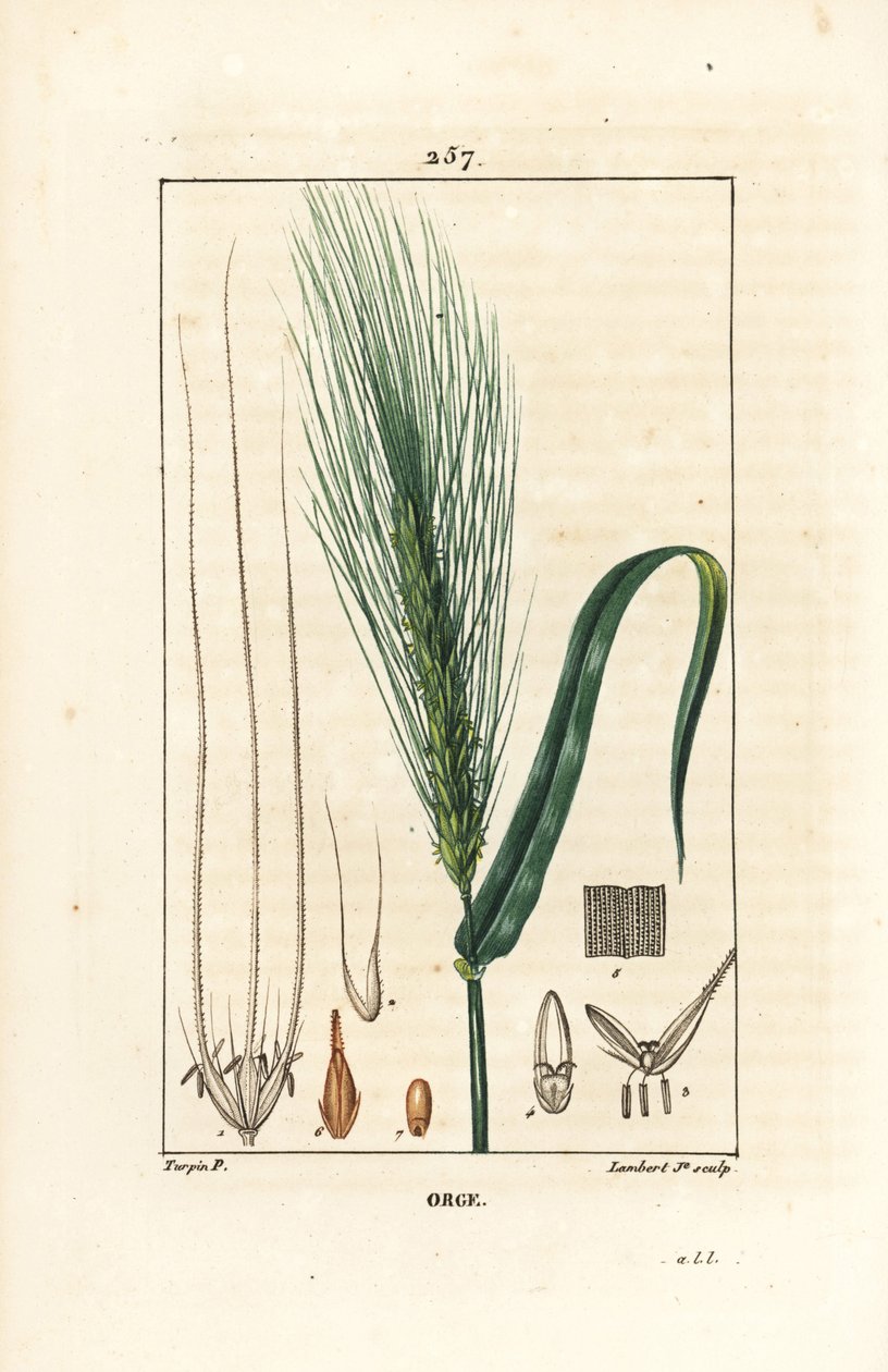 大麦 - 大麦（Hordeum vulgare）、茎、葉、種子の穂を示す。Chaumeton, Poiret and Chamberetの "La Flore Medicale, Paris, Panckouck "に掲載されているPierre Jean-Francois Turpinの絵をもとにLambert Juniorが描いた手彩色のスティプル銅版画。 作： ピエールジャンフランソワターピン