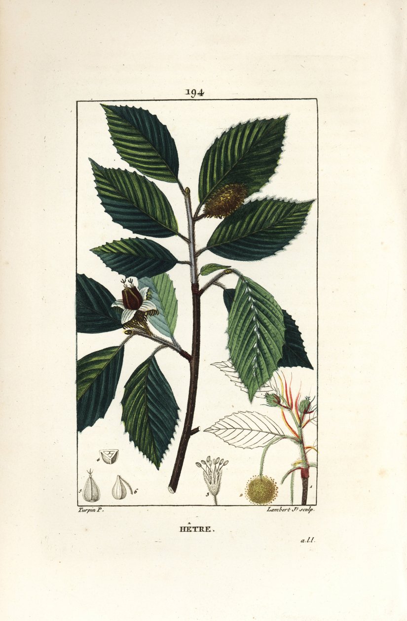 ブナの木（Fagus sylvatica）。Chaumeton, Poiret and Chamberetの "La Flore Medicale", Paris, PanckouckeよりPierre Jean-Francois Turpinが描いた絵をLambert Juniorが手彩色スティップル銅版画で再現。 作： ピエールジャンフランソワターピン