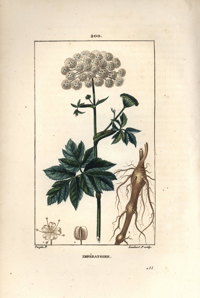 Benzoin or imperatoire - Masterwort, Imperatoria ostruthium, with flower, leaf and root.Chaumeton, Poiret and Chamberetの "La Flore Medicale "に掲載されたPierre Jean-Francois Turpinの絵をもとに、Lambert Juniorが手彩色のスティプル銅版画を描いたもの。 作： ピエールジャンフランソワターピン