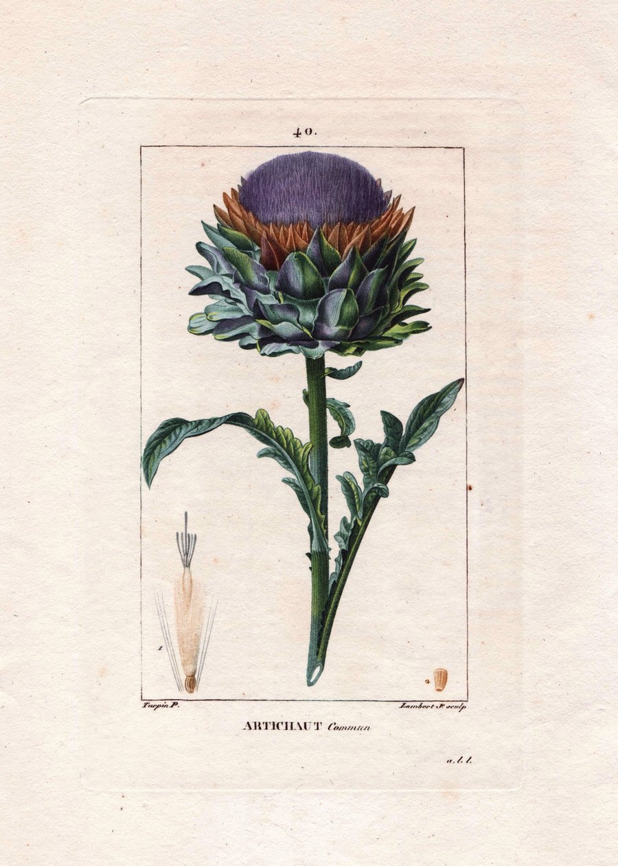 植物：アーティチョーク - アーティチョークの植物、葉と花、Cynara cardunculus。Chaumeton, Poiret et Chamberetの "La Flore Medicale", Paris, Panckoucに掲載されたPierre Jean-Francois Turpinの絵をもとにLambertが描いた手彩色のスティップル銅版画。 作： ピエールジャンフランソワターピン