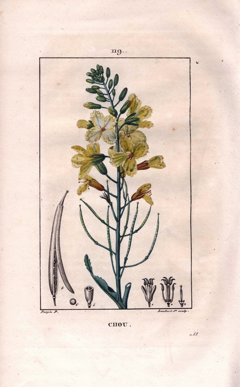 キャベツの花（Brassica oleracea）。Chaumeton, Poiret et Chamberetの "La Flore Medicale", Paris, Panckouckeに掲載されたPierre Jean-Francois Turpinの絵をもとにLambertが描いた手彩色のスティップル銅版画。 作： ピエールジャンフランソワターピン