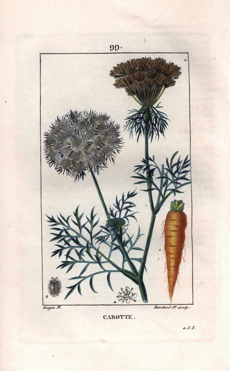 人参の根と花、Daucus carota。Chaumeton, Poiret et Chamberetの "La Flore Medicale", Paris, Panckouckeに掲載されたPierre Jean-Francois Turpinの絵をもとにLambertが描いた手彩色のスティップル銅版画。 作： ピエールジャンフランソワターピン