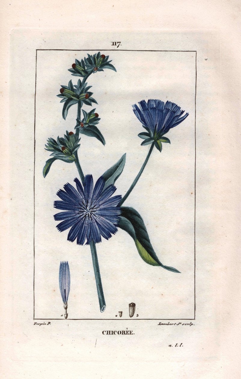 Botanical: chicoree with flower - Chicory plant and flower, Cichorium intybus.Chaumeton, Poiret et Chamberetの "La Flore Medicale", Paris, Panckoucに掲載されたPierre Jean-Francois Turpinの絵をもとにLambertが描いた手彩色のスティップル銅版画。 作： ピエールジャンフランソワターピン
