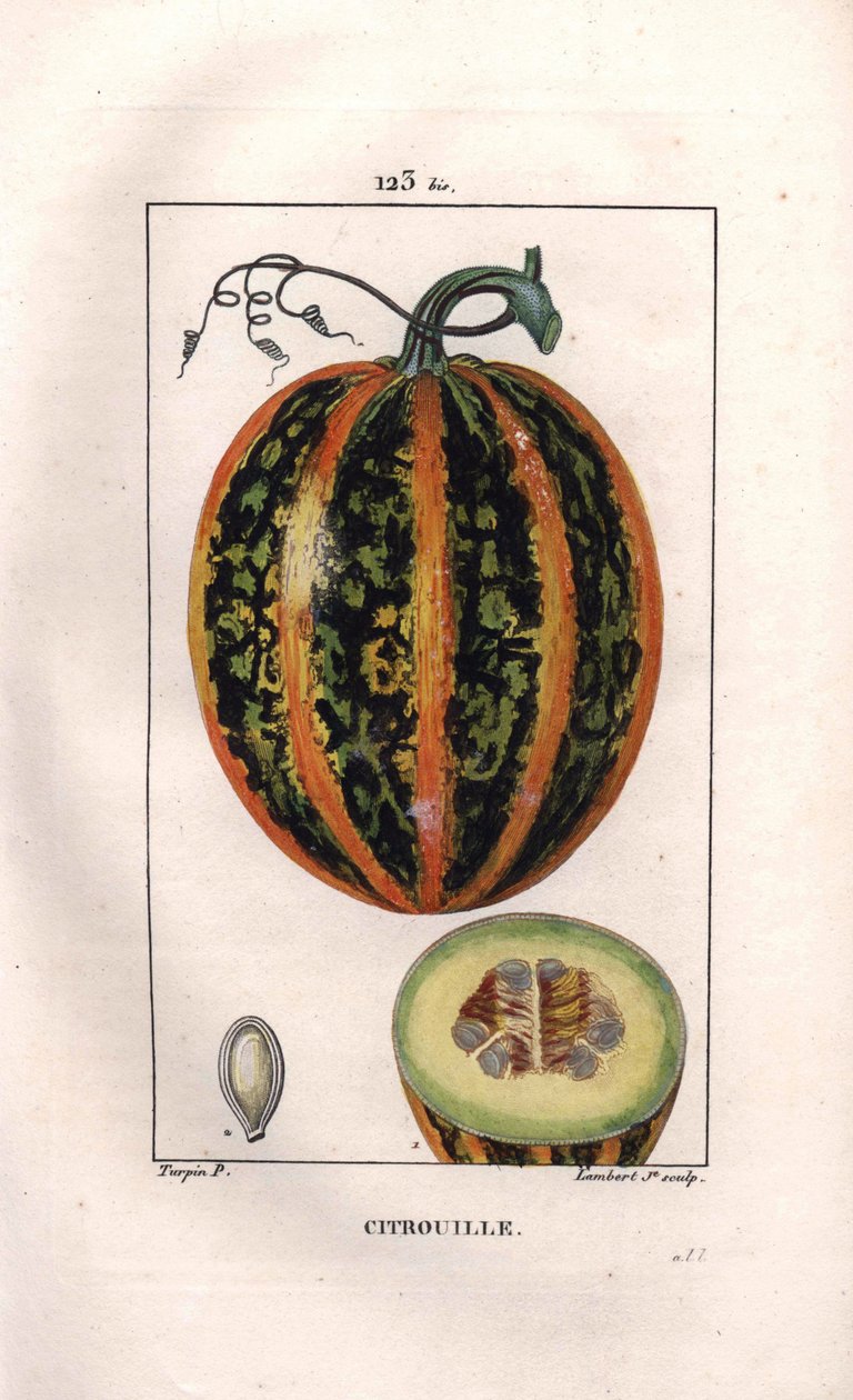 Botanical: Pumpkin - カボチャ（Cucurbita pepo）、種子と果実の断面。パリで出版されたChaumeton, Poiret et Chamberetの "La Flore Medicale "に掲載されたPierre Jean-Francois Turpinの絵をもとに、Lambertが手彩色のスティプル銅版画を制作。 作： ピエールジャンフランソワターピン