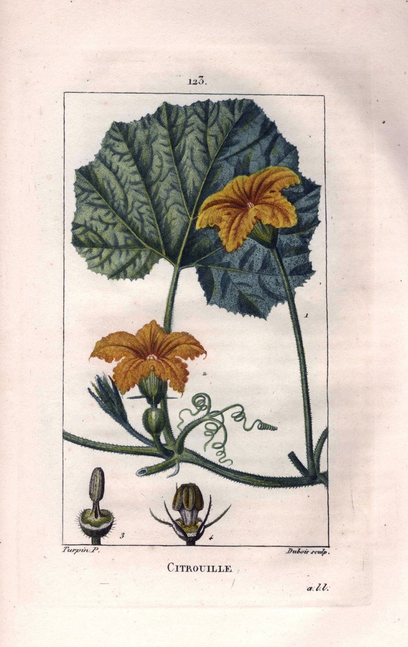 植物：カボチャの花 - カボチャの花、葉、蔓、Cucurbita pepo。Chaumeton, Poiret et Chamberetの "La Flore Medicale"（パリ、パンク）に掲載されたPierre Jean-Francois Turpinの絵をもとにLambertが描いた手彩色のスティップル銅版画。 作： ピエールジャンフランソワターピン