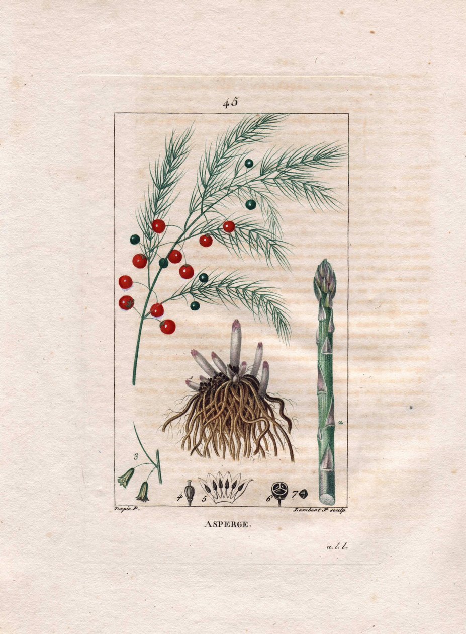 植物学：アスパラガス - アスパラガスの根、花、果実、Asparagus officinalis。Chaumeton, Poiret et Chamberetの "La Flore Medicale, Paris, Panckoucke "に掲載されたPierre Jean-Francois Turpinの絵をもとにLambertが描いた手彩色のスティプル銅版画。 作： ピエールジャンフランソワターピン