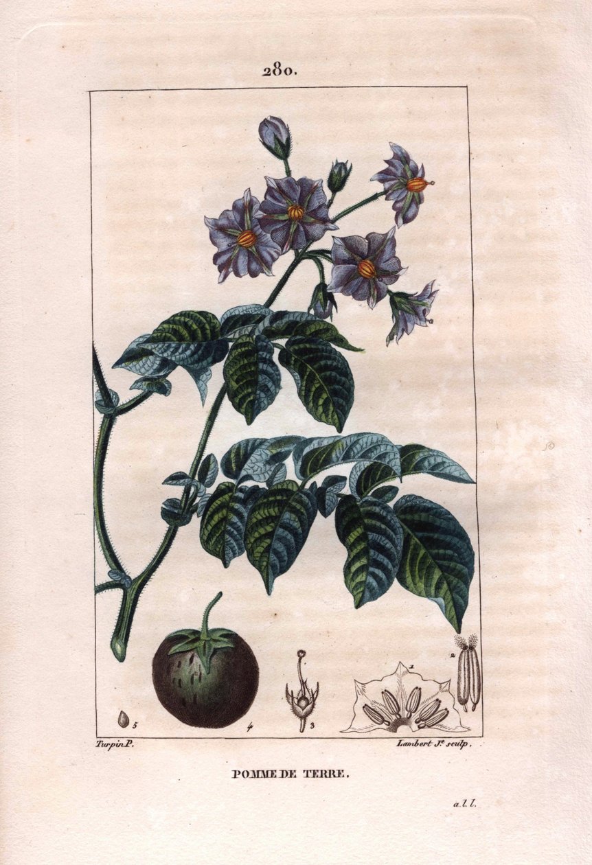 植物学：じゃがいも - じゃがいもの植物、花、果実、Solanum tuberosum。Chaumeton, Poiret et Chamberetの "La Flore Medicale", Paris, Panckouckeに掲載されたPierre Jean-Francois Turpinの絵をもとにLambertが描いた手彩色のスティップル銅版画。 作： ピエールジャンフランソワターピン