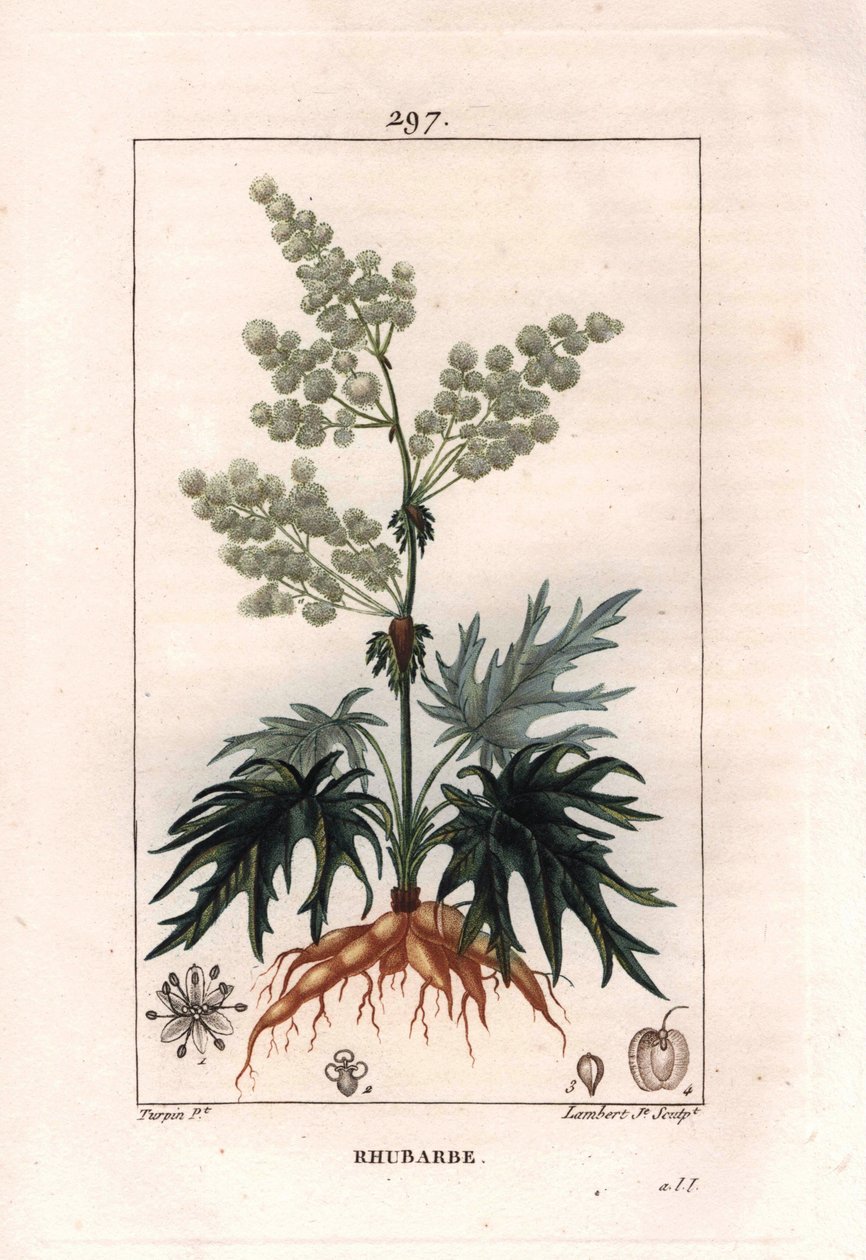 植物学：ルバーブ - ルバーブ植物、葉と根、Rheum rhabarbarum。Chaumeton, Poiret et Chamberetの "La Flore Medicale, Paris, Panckoucke "に掲載されたPierre Jean-Francois Turpinの絵をもとにLambertが描いた手彩色のスティプル銅版画。 作： ピエールジャンフランソワターピン