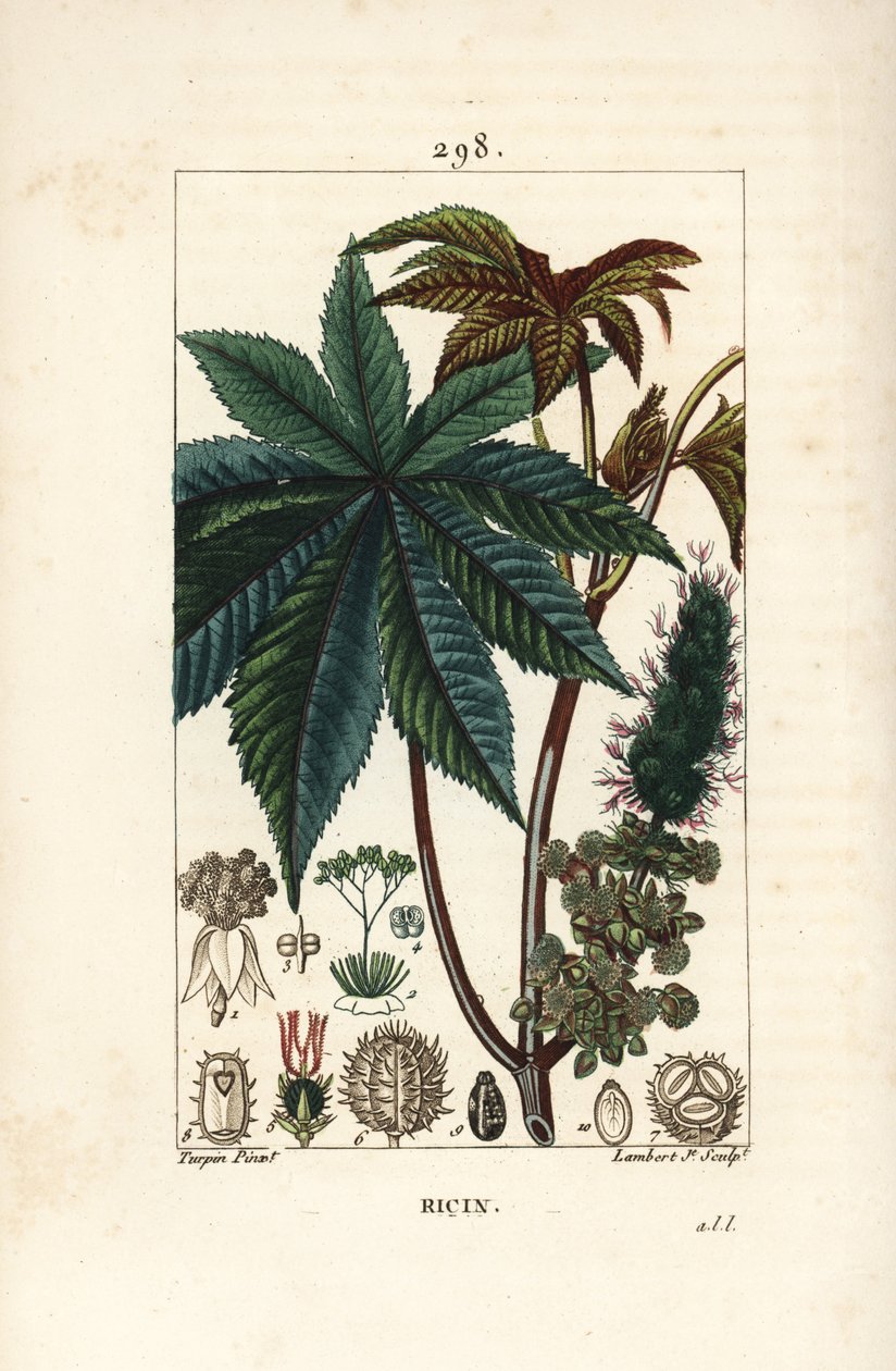 葉、花、茎、種を持つヒマシ油植物またはヒマシ（Ricinus communis（Ricinus vulgaris））。Chaumeton, Poiret and Chamberetの「La Flo」に掲載されたPierre Jean-Francois Turpinの絵をもとにLambert Juniorが描いた手彩色のスティプル銅版画。 作： ピエールジャンフランソワターピン