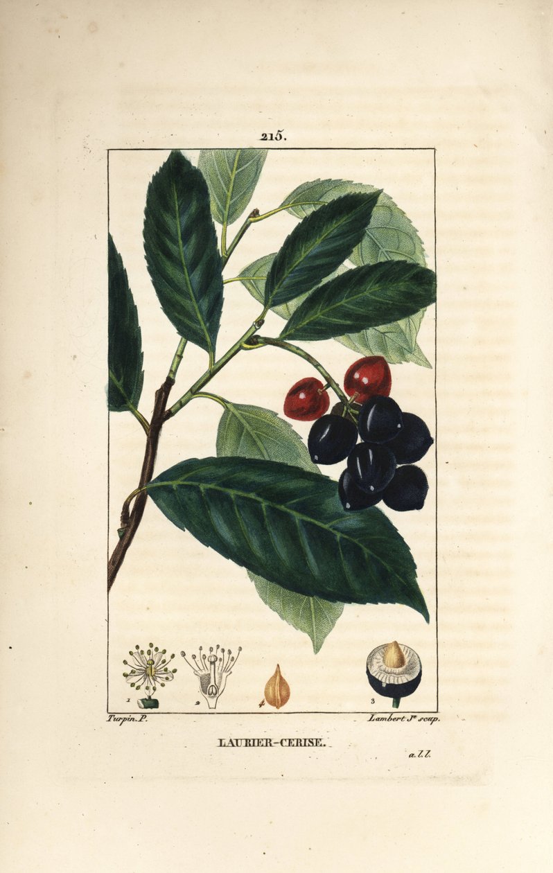 チェリーローレル - Prunus laurocerasus（チェリーローレル）、葉、果実、種子付き。パリで出版されたChaumeton, Poiret and Chamberetの "La Flore Medicale "に掲載されたPierre Jean-Francois Turpinの絵をもとに、Lambert Juniorが手彩色のスティプル銅版画を制作した。 作： ピエールジャンフランソワターピン