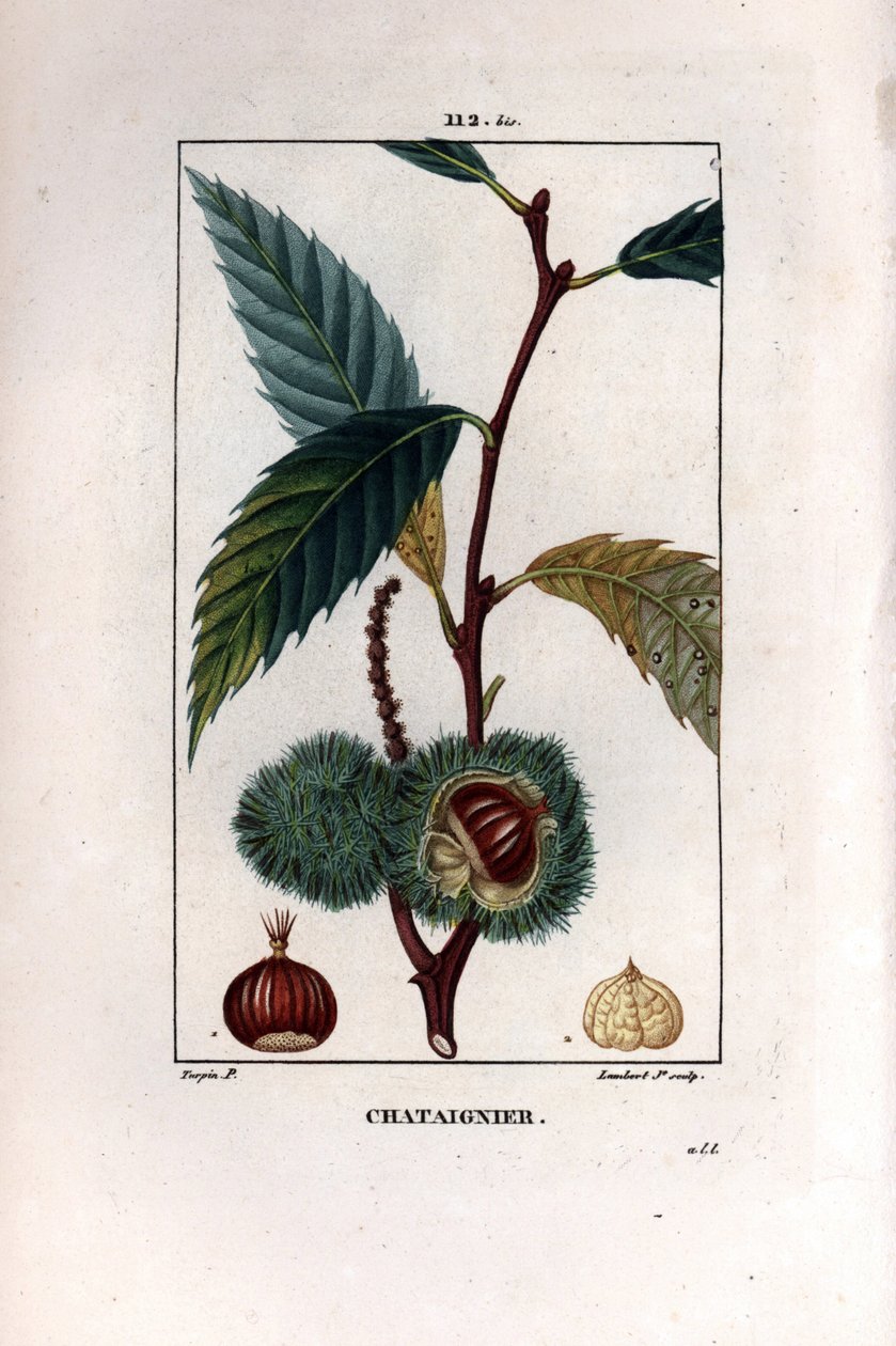 果実をつけた栗の枝（クリ） - 甘栗の木（Castanea sylvestris）。パリで出版されたChaumeton, Poiret et Chamberetの "La Flore Medicale "に掲載されたPierre Jean-Francois Turpinの絵をもとにLambert Juniorが描いた手彩色のスティプル銅版画。 作： ピエールジャンフランソワターピン
