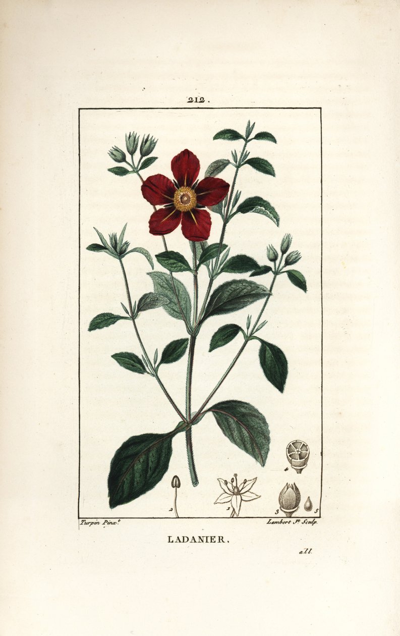 クレタ島のシスタス - ガムシスタス（Cistus creticus）。Chaumeton, Poiret and Chamberetの "La Flore Medicale, Paris, Panckoucke "に掲載されたPierre Jean-Francois Turpinの図からLambert Juniorが描いた手彩色のスティップル銅版画。 作： ピエールジャンフランソワターピン