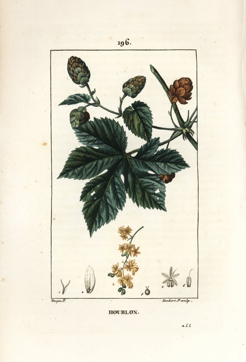 クライミングホップ - ホップ、Humulus lupulus。Chaumeton, Poiret and Chamberetの "La Flore Medicale", Paris, Panckouckeに掲載されたPierre Jean-Francois Turpinの絵をもとにLambert Juniorが描いた手彩色のスティップル銅版画。 作： ピエールジャンフランソワターピン