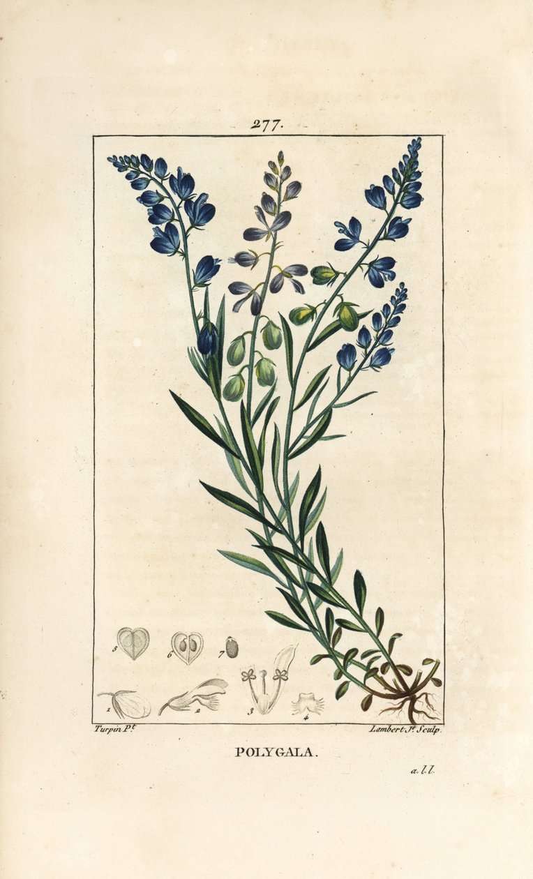 アワビ - 花、葉、茎、根を持つアワビ（Polygala vulgaris）。Chaumeton, Poiret and Chamberetの "La Flore Medicale, Pari "に掲載されているPierre Jean-Francois Turpinの絵をもとにLambert Juniorが描いた手彩色のスティプル銅版画。 作： ピエールジャンフランソワターピン