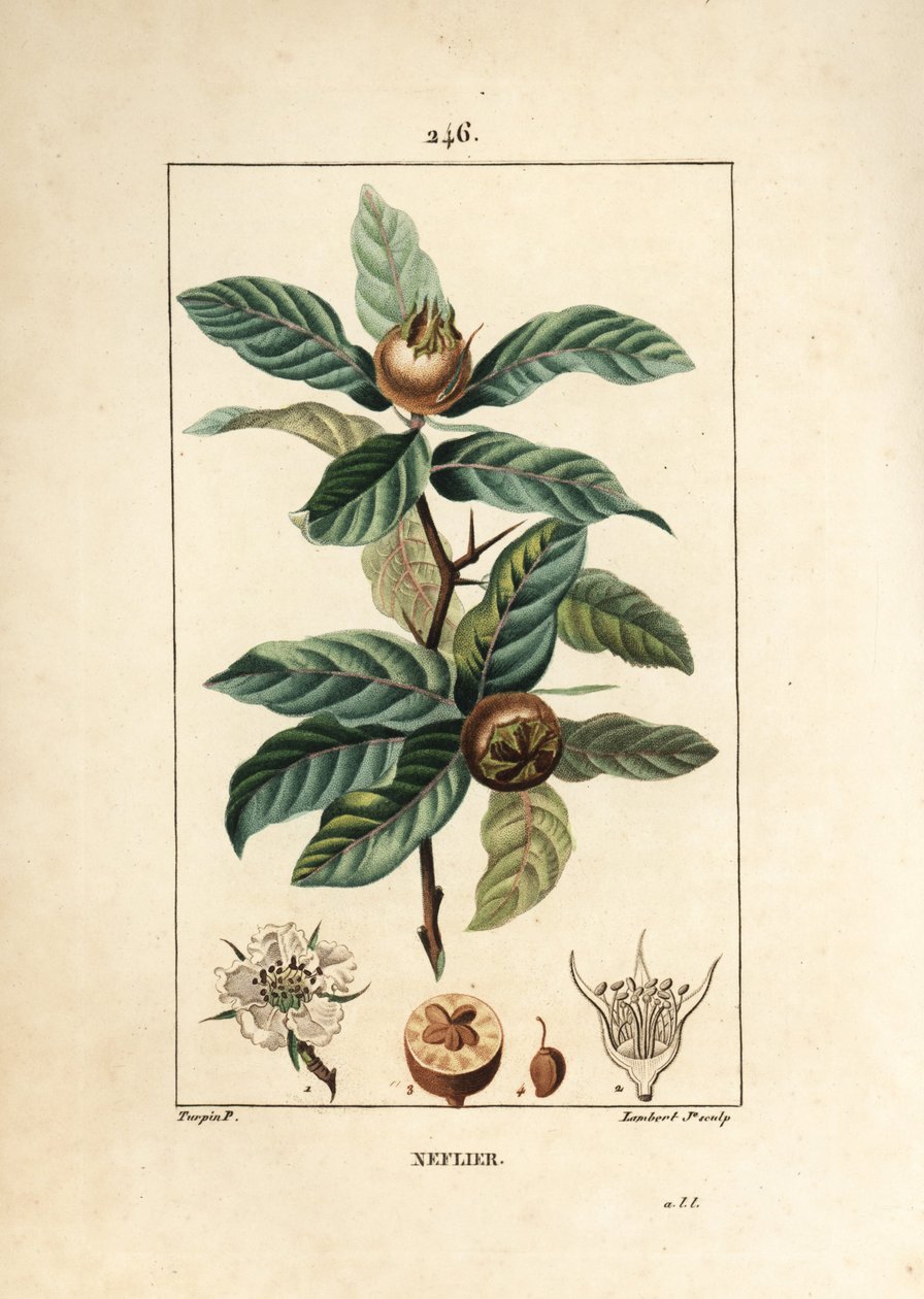 コモン・ネフライヤー - ドイツのメドラー（Mespilus germanica）、葉、果実、種子、花付き。Chaumeton, Poiret and Chamberetの "La Flore Medicale "からPierre Jean-Francois Turpinが描いたものをLambert Juniorが手彩色のスティプル銅版画にしたもの。 作： ピエールジャンフランソワターピン