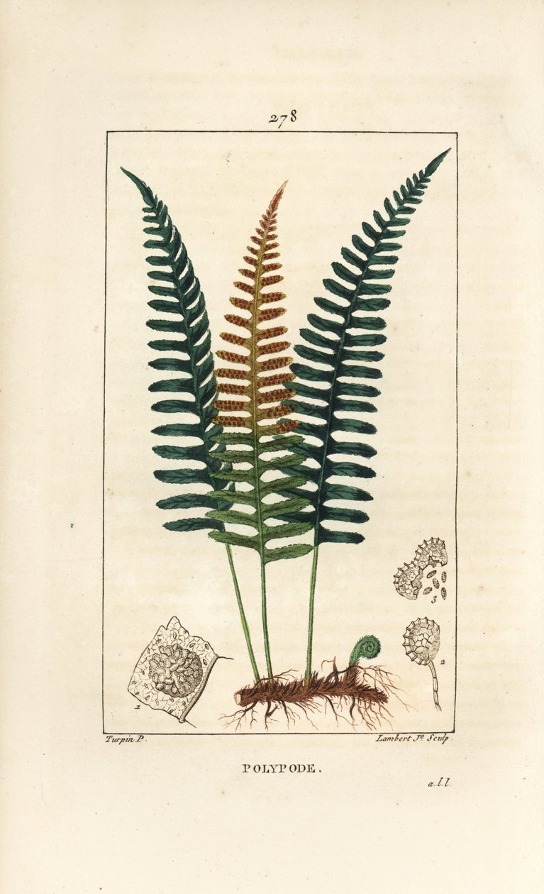 一般的なポリポディ - 葉、種子、根を持つポリポディファーン（Polypodium vulgare）。Chaumeton, Poiret and Chamberetの "La Flore Medicale, Paris, P. "に掲載されているPierre Jean-Francois Turpinの絵をもとにLambert Juniorが描いた手彩色のスティプル銅版画。 作： ピエールジャンフランソワターピン